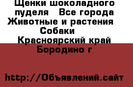 Щенки шоколадного пуделя - Все города Животные и растения » Собаки   . Красноярский край,Бородино г.